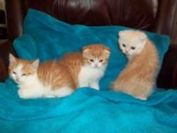 Scottish Fold Kittens Available For Sale