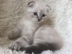 Lovely Scottish Fold Kittens