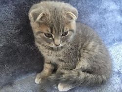 Lovely Scottish Fold Kittens Looking For New Homes
