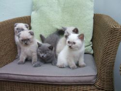 Scottish fold Kittens Available