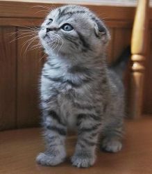 Perfect Scottish Fold Kittens for loving home