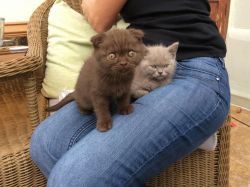 Scotish Fold Kittens ready for new homes