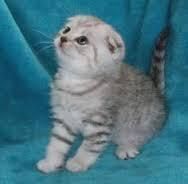 .....scottish fold kittens