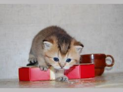 Stunning Cuddle Scottish Fold Kitten