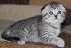 Gorgeous Scottish Fold Kittens,