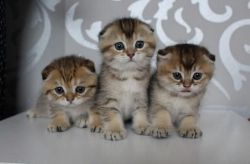 Amazing Scottish Fold Kittens
