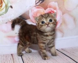Very beautiful Scottish kitten