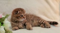 Gorgeous Scottish Fold / Straight kittens for sale