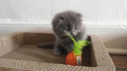Scottish Fold kittens for sale male and female now