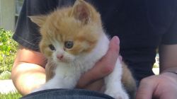 Beautiful Scottish Kitten