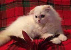 Scottish Fold kittens For Sale