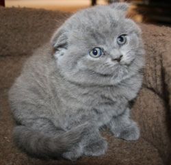 Scottish fold kittens(xxx) xxx-xxx1