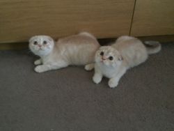 Cream Scottish Fold kittens