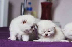 Gorgeous Pedigree Scottish Fold Kittens