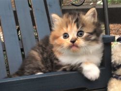 Scottish Fold Kitten- Female