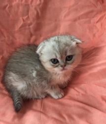 Full Pedigree Kitten Available