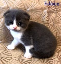 Scottish Fold Kittens vaiable Now for Re homing