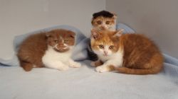 Immaculate Scorish Fold kittens