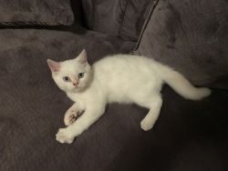Scottish Fold Straight Kitten (Male)