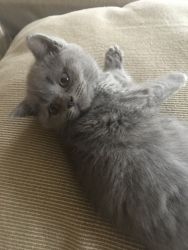 Scottish straight kitten for sale