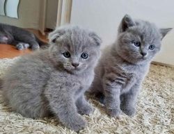 M/F Scottish Fold Kittens ready now for any good home