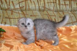 Litter Of Scottish Fold Kittens For Sale