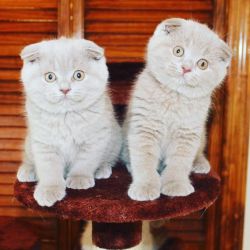 luxury Kittens Scottish Fold Cattery,