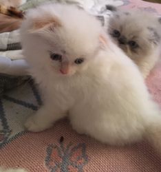 Scottish Fold Kittens Available!!********** PRICE REDUCED!!