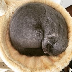 9-month-old Scottish Fold kitten for sale