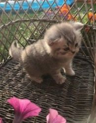 Beautiful Scottish Fold Kittens For Re-homing