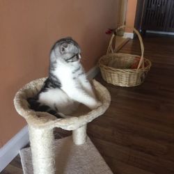 Healthy Scottish fold cat available for adoption