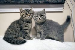 Scottish Fold kittens (purebred)