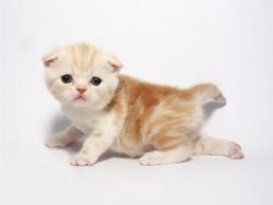 Gorgeous Scottish fold kitten.Text us on (xxx) xxx-xxx9