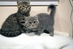 Scottish Fold Kittens (purebred)