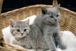 Scottish Fold Kittens (purebred)
