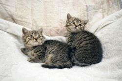 Scottish Fold Purebred Kittens