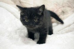 Scottish Fold Kittens - PUREBRED (parents from europe with papers)