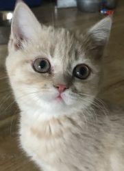 Adorable Straight Eared Scottish Fold Kitten