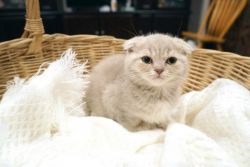 Scottish Fold Kittens. New Litter!