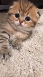 Male and Female Scottish Fold Kittens for sale
