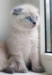 Erick Scottish fold blue point male kitten