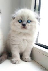 Elfin Scottish fold blue point male kitten