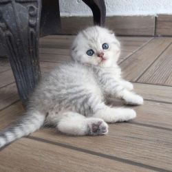 Friendly Baby Scottish Fold kittens ready Text xxx-xxx-xxxx