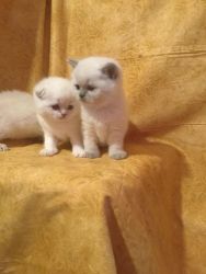 Adorable cute Scottish fold kittens