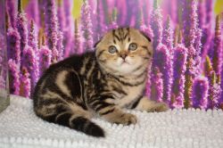 Pure Breed Scottish Fold Tiger Male and Female Available