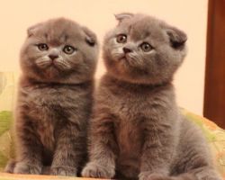 Stunning Scottish Fold Grey Color Kittens Available