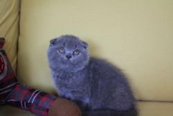 Affectionate and Playful Scottish Fold Blue Kittens
