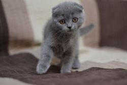 Scottish kittens for sale