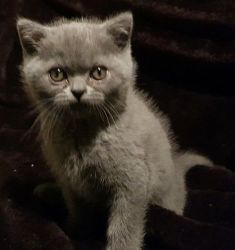 Male and female Scottish Fold Kittens available