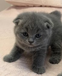 High quality pure breed Scottish fold Born in our home